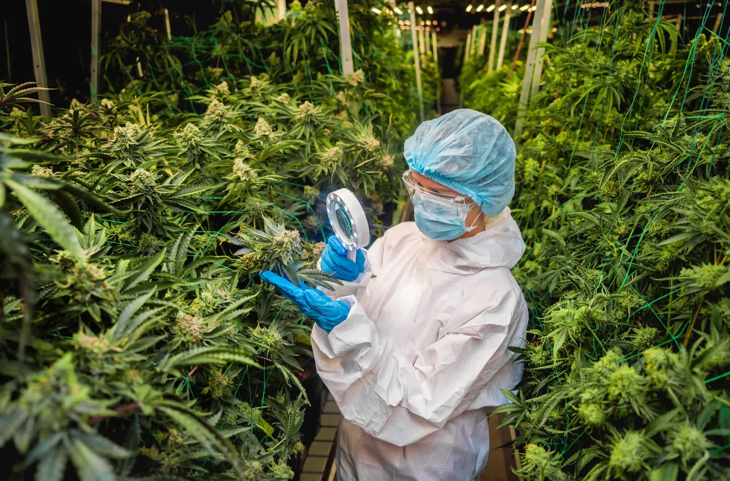 Cannabis Insurance Massachusetts