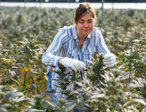 Understanding Cannabis Insurance: What Massachusetts Growers Need to Know