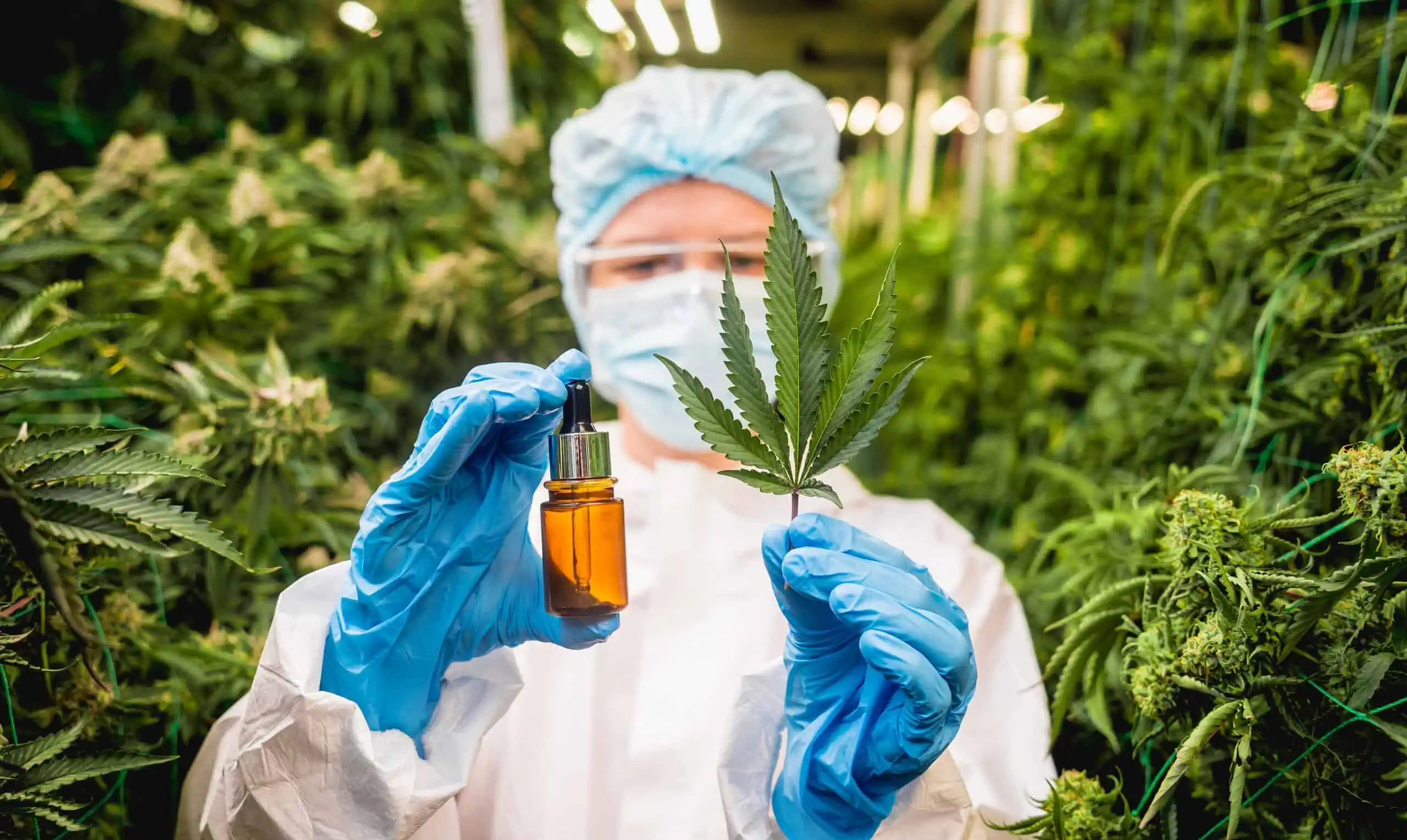 Cannabis Insurance Massachusetts