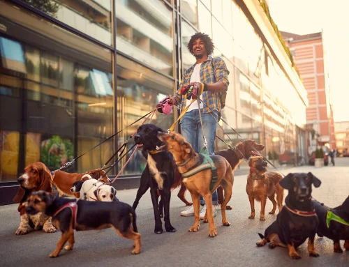 What Kind of Insurance Does a Dog Walker in Massachusetts Really Need?