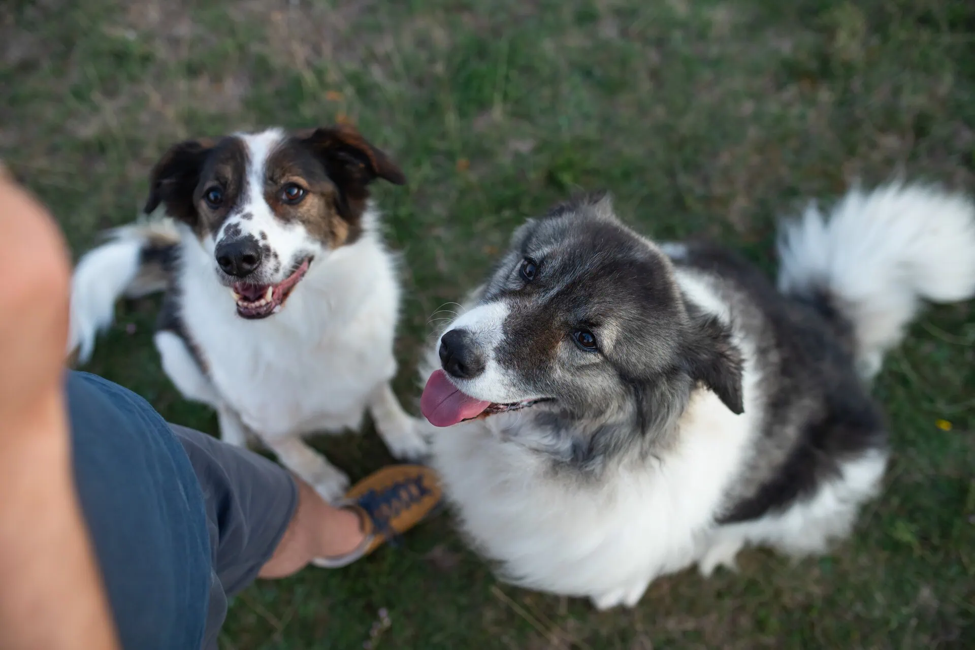 Dog Walker Insurance Massachusetts