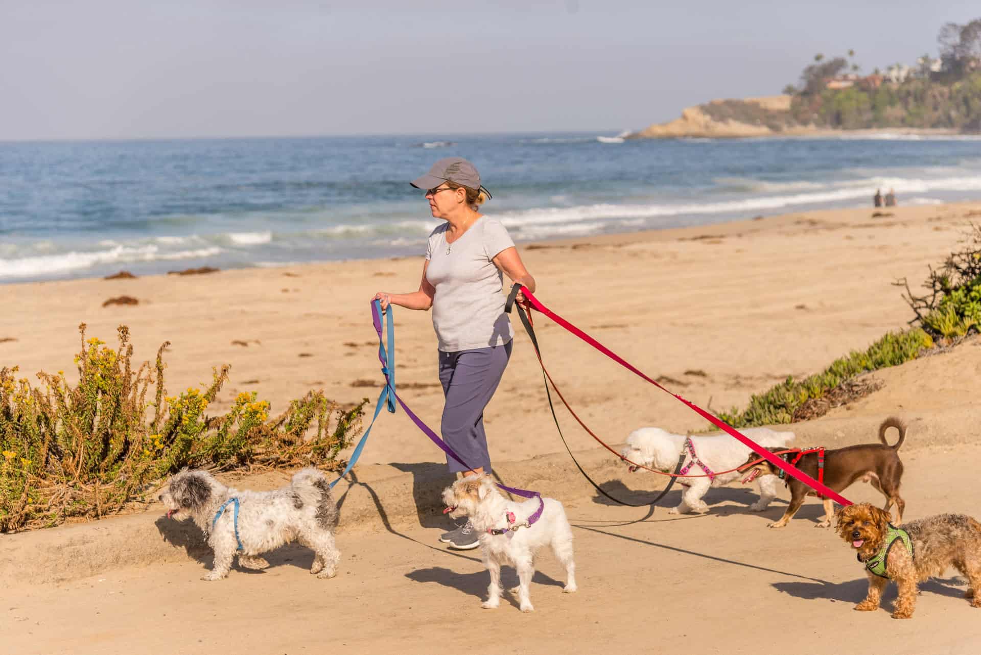 Dog Walker Insurance Massachusetts